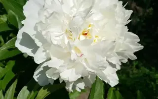 Вэсильна / Весільна