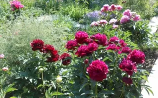 Весняне Дефіле