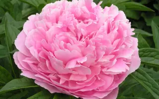 Вечорниці Травня