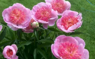 Жемчужная розсыпь / Жемчужна розсип