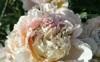 Загадка Херсонеса