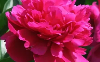 Kvitka Kseniia / Квітка Ксенія