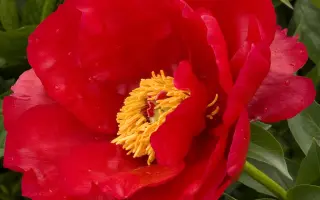 Леґінь Гоноровий