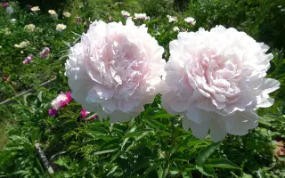 Лыбидь / Либідь