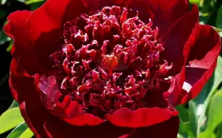 Львівська Чоколядка