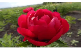 Малинова Ватра