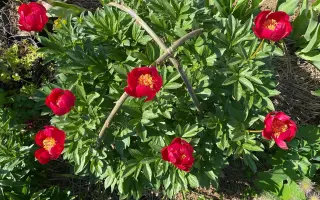 Писанка Коломиї