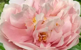 Світанкова Поема