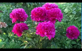 Свиточ / Світоч