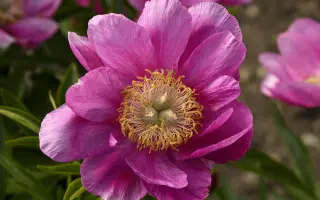 Травневі Роси