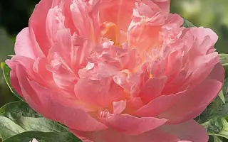 Філіжанка Коралів