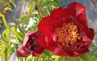 Червонный оксамыт / Червоний оксамит