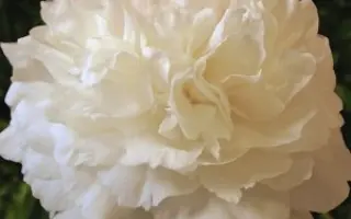 Эдванс / Едванс