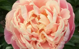 Клиэ Колл / Клєа Кол