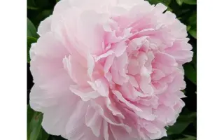 Лотти Даузон Реа / Лотті Даузон Реа