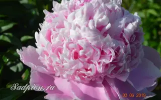 Мсье Жюль-Эли / Мсье Жюль-Елі