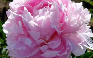 Пинк Рейдженс / Пінк Рейдженс