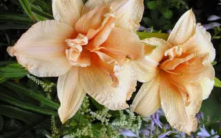 Квітка Мольфара