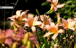 Північне сяйво