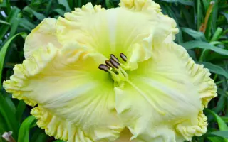 Персидський Самоцвіт