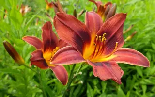 Персиан Принцесс / Персіан Принцес