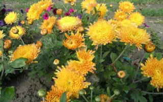 Скіфське золото