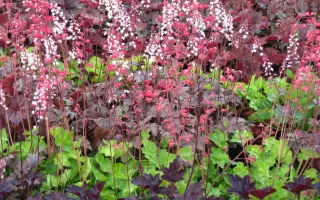 Buzkovyi Tuman / Бузковий Туман