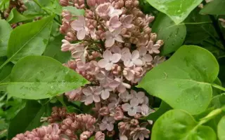 Medovyi Spas / Медовий Спас