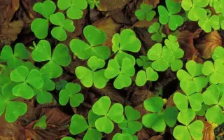 Лишнянский / Лишнянська