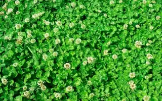 Rivendel / Рівендел