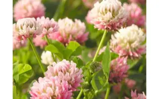 Рожевый 27 / Рожева 27