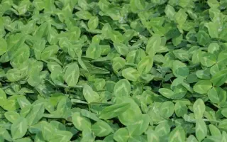 Callisto / Каллісто