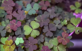 LESTRIS / ЛЕСТРІС