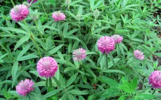 Миронівська 5