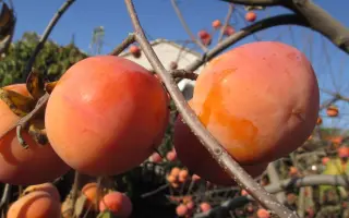 Адольф Ліщук