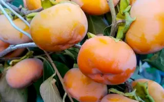 Дар Софіївки