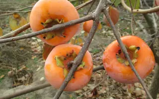 Колгоспниця