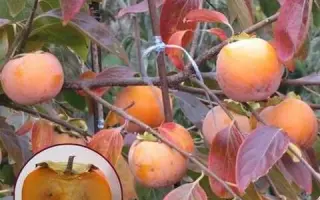 Пам'яті Черняєва