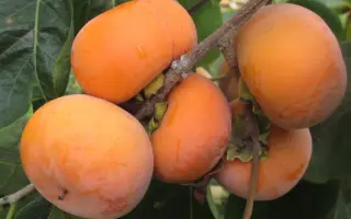 Ювілейна Косенка