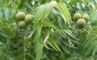 Хоростковские / Хоростківські