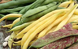 Сокільчанка