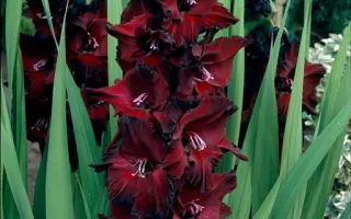 Легенди Києва