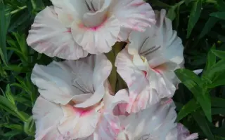 Чарівний Ранок