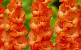 Гимн Космонавтам / Гімн космонавтам