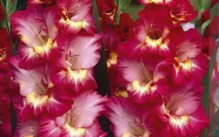 Драма (453 РС) / Драма