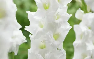 Норзерн белл / Нордерн Белл