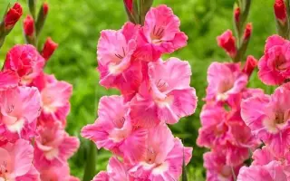 Пинк Проспектор / Пінк Проспектор