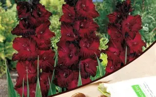 Ред джинджер / Ред Джінджер