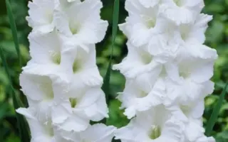 Сандерклауд