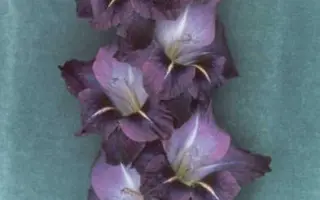 Сапфировая тайна / Сапфірова тайна